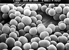 Scanning electron microscope (SEM) photograph showing a powder made up of solid amorphous spray dried dispersions (SDDs) of the optimum size for inhaled formulations (1 to 5 micrometres)